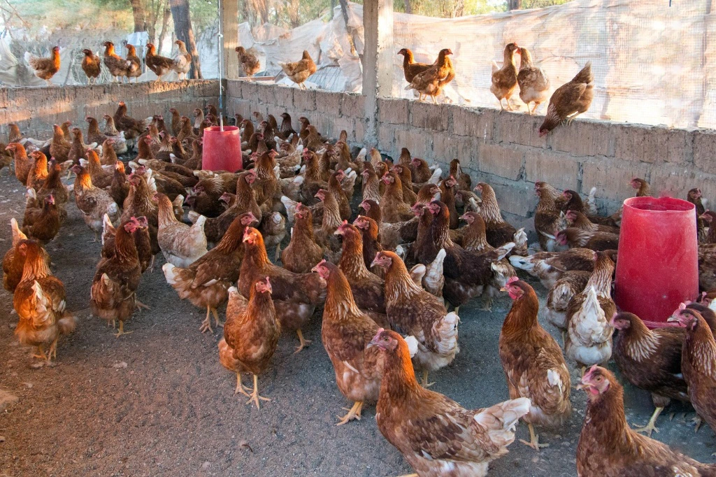 Cultures fourragères irriguées – ferme d'application Livestock Business School, Lampsar