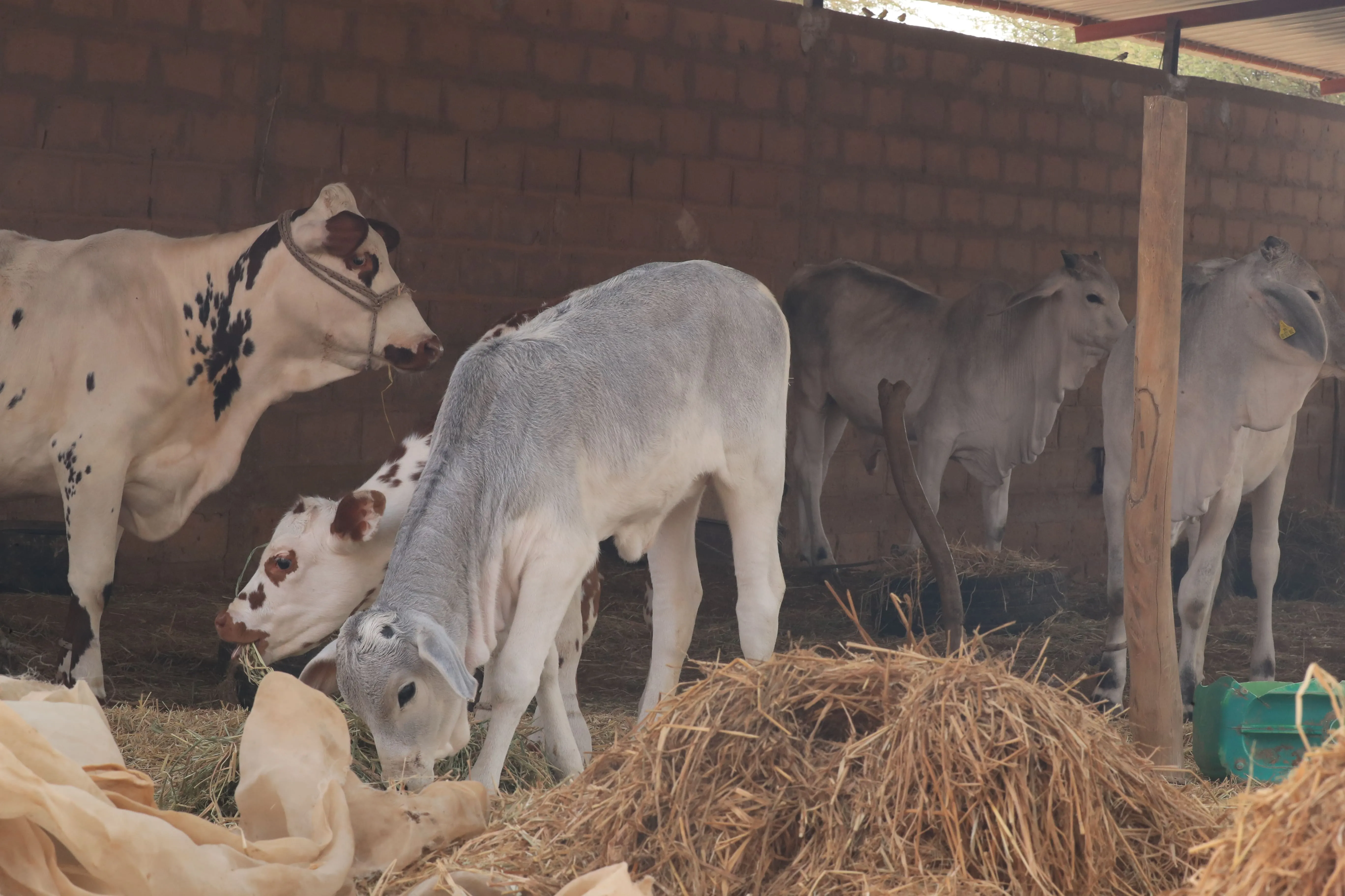 Étudiant en formation de Technicien Supérieur d'Élevage et de santé animale manipulant du matériel médical (stéthoscope, seringue) auprès de bovins et d'animaux de basse-cour – Livestock Business School, Saint-Louis, Sénégal